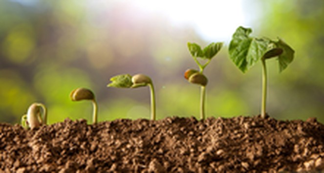 Seedlings growing in soil